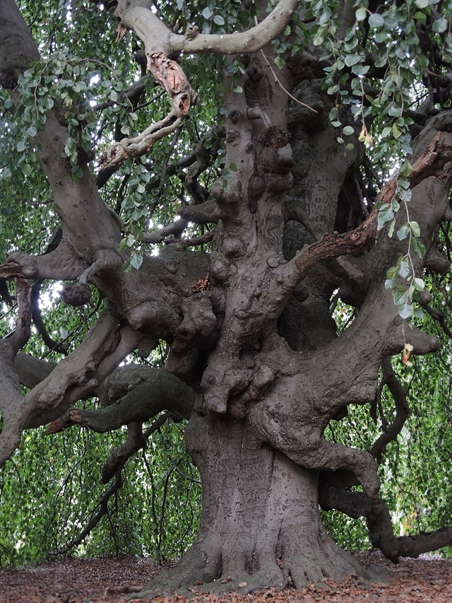 Antwerpen: herfst in park Den Brandt