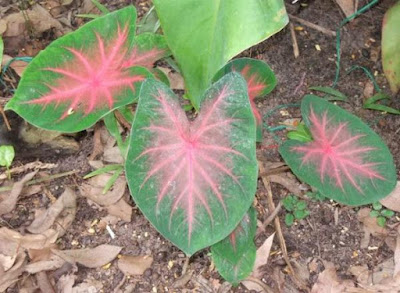 Caladium Blaze care