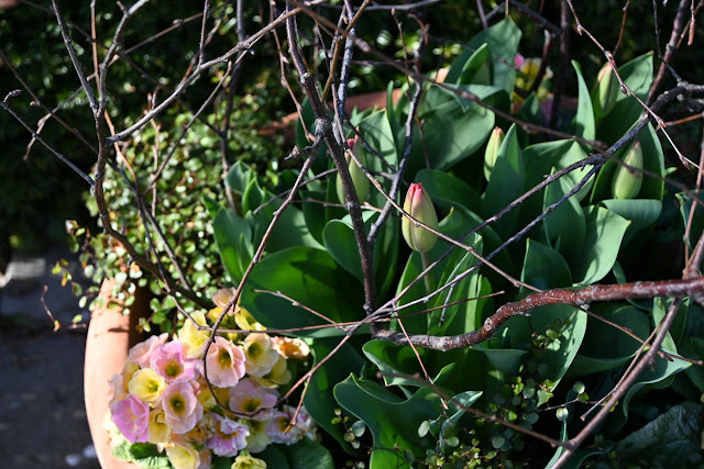 tulpen