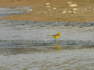 Male Yellow Wagtail