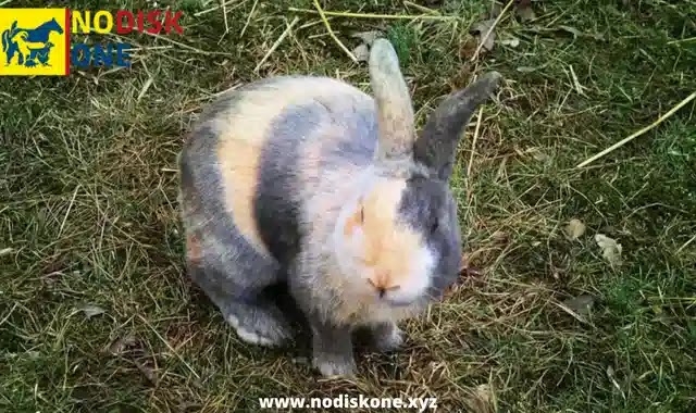 Rabbits Constipation