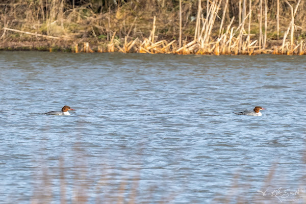 Goosander