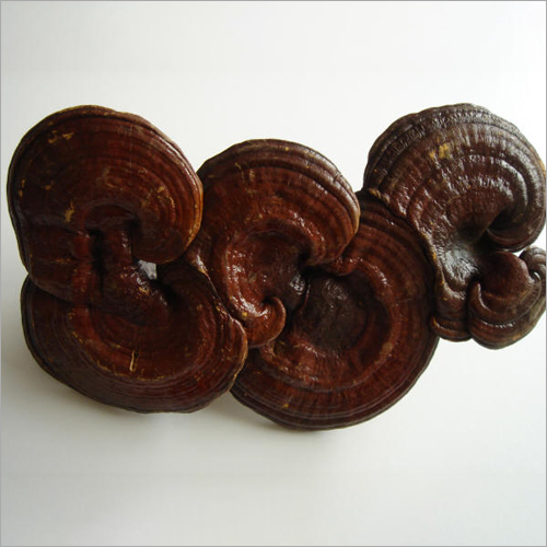 Ganoderma Mushroom Products in  Beijing | MycoNutra® reishi | MycoNutra® mushroom products   