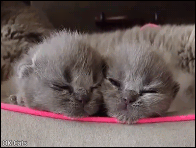 Cute Kitten GIF • Aww! 2 tiny precious fluffballs. Blue newborn kitties with cute pink tongue