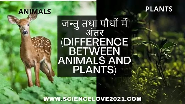 जन्तु तथा पौधों में अंतर (Difference between animals and plants)|hindi