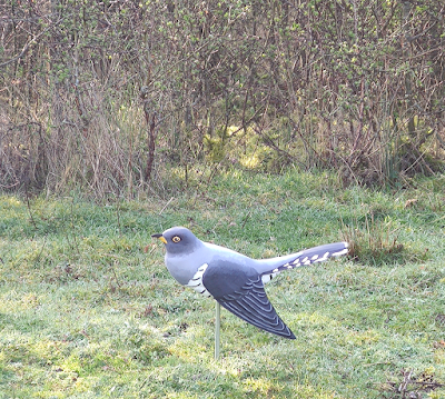 A 3D model of a Cuckoo