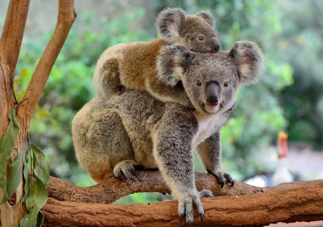 Austrália adota medidas para salvar o coala da extinção