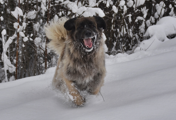 leonberger