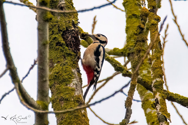 Great spotted woodpecker