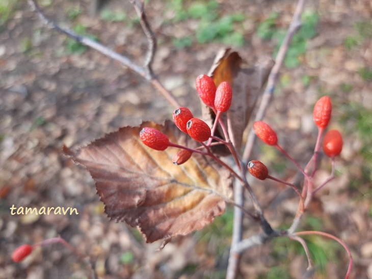 Мелкоплодник ольхолистный / Рябина ольхолистная (Micromeles alnifolia, =Sorbus alnifolia)