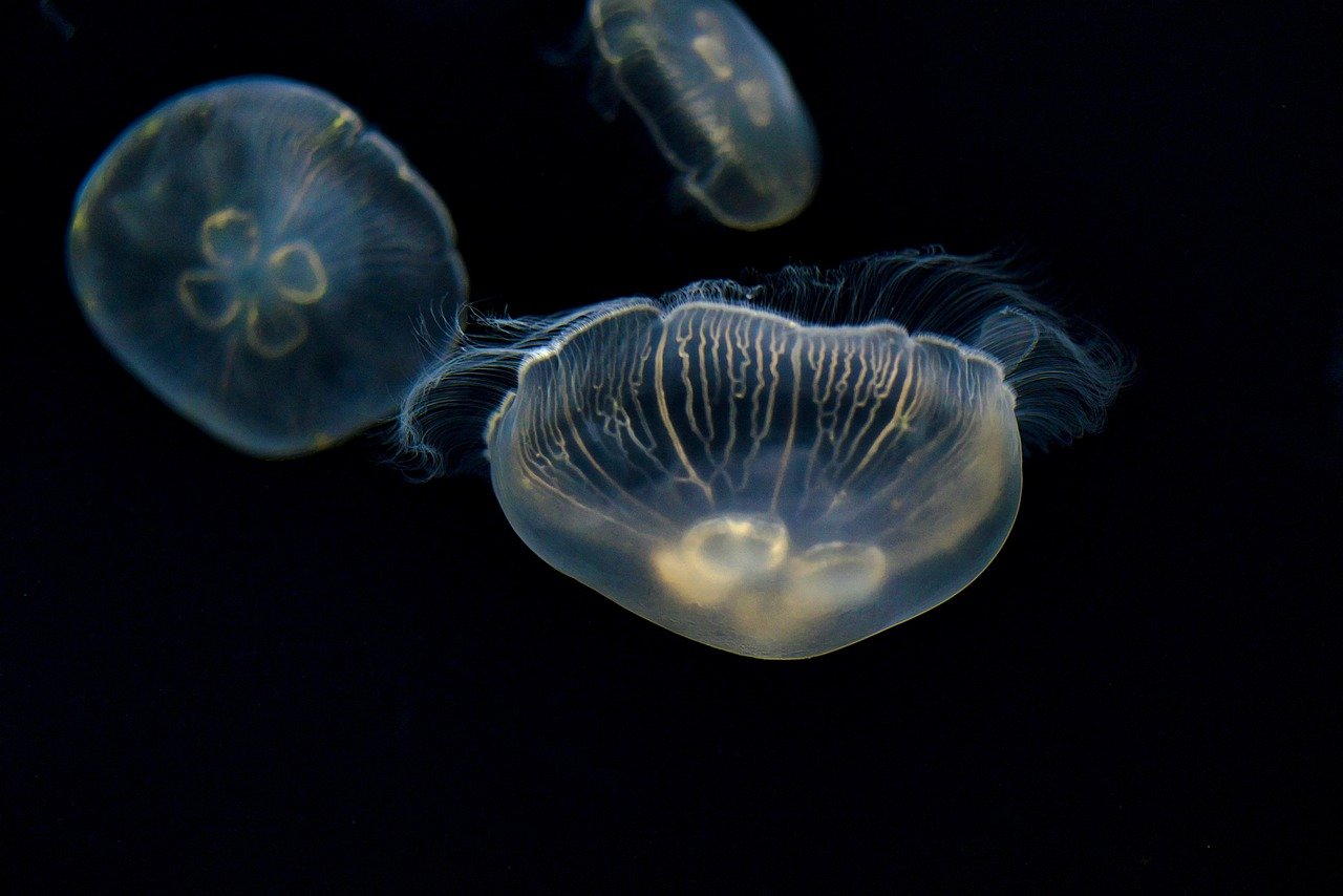 Jellyfish Turritopsis Dohrnii