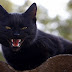Ucing Hideung jeung Si Nyai