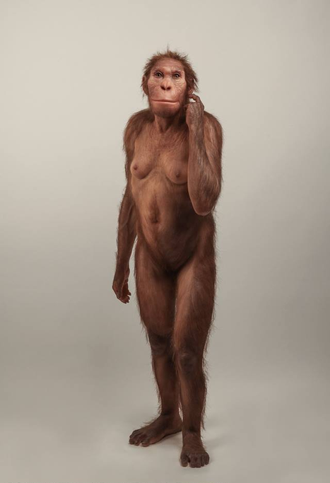 Ancient human relative, Australopithecus sediba, 'walked like a human, but climbed like an ape'