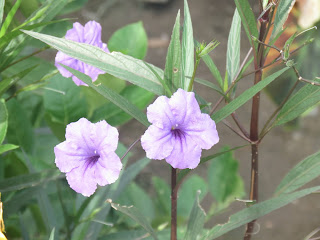 Bunga Kencana Ungu (Reulia Tuberosa)