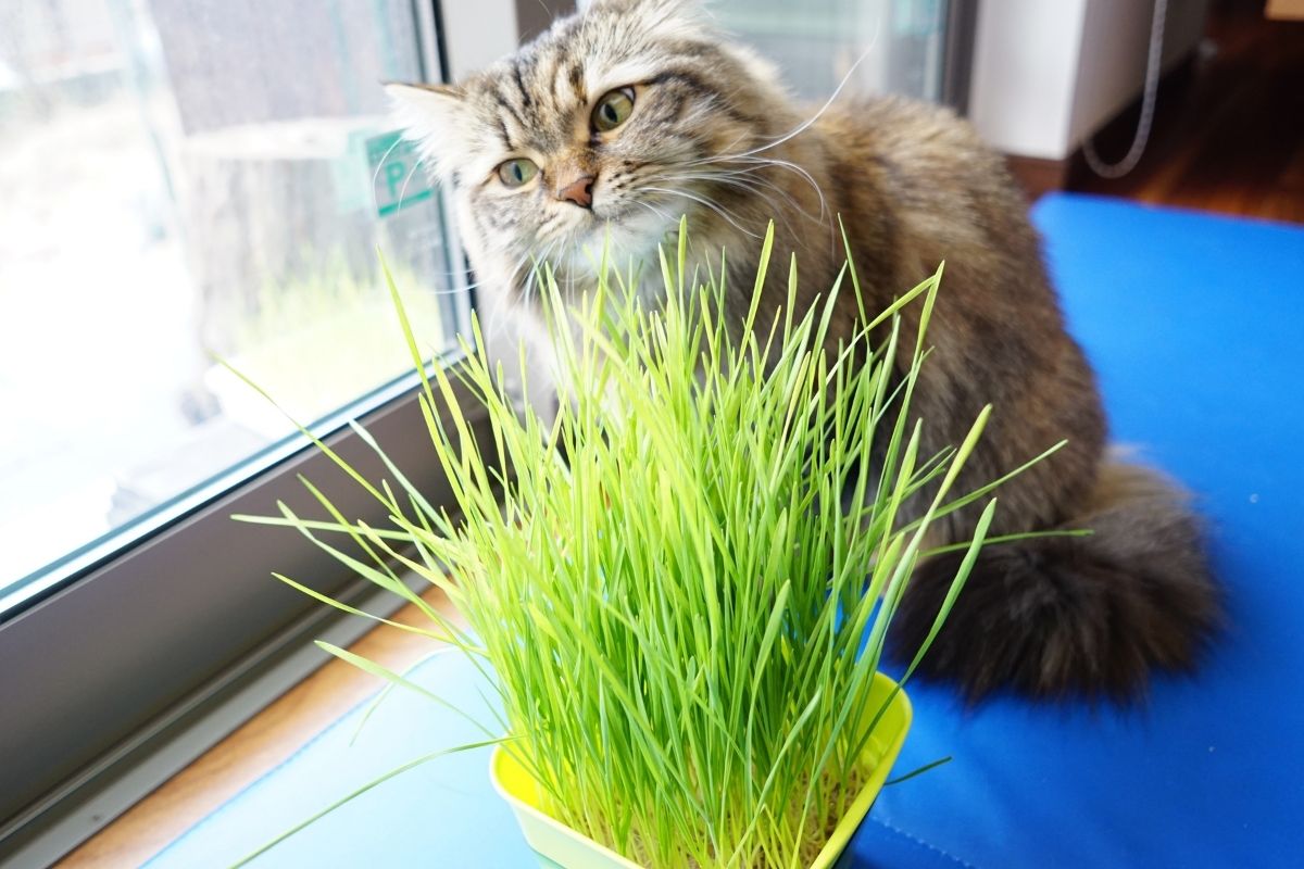 猫草を食べる猫