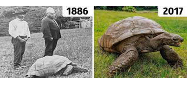 Oldest living terrestrial animal is a 190 years old_____.