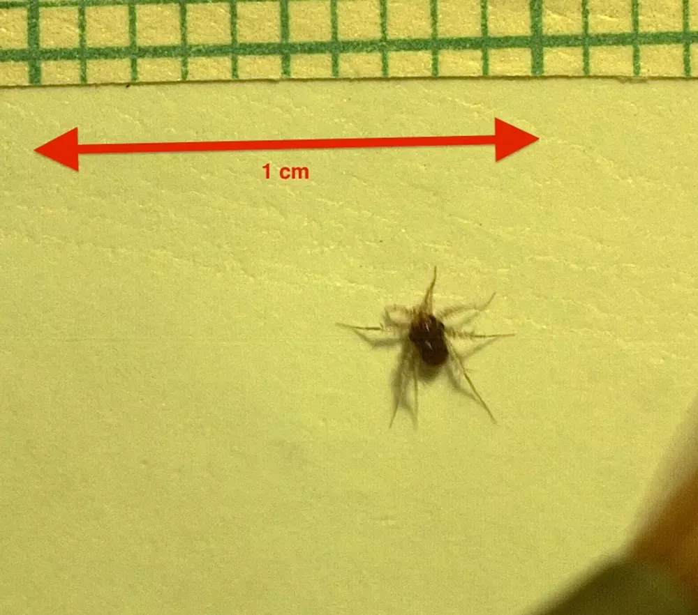 High speed camera was used to record the speed of this fastest mite