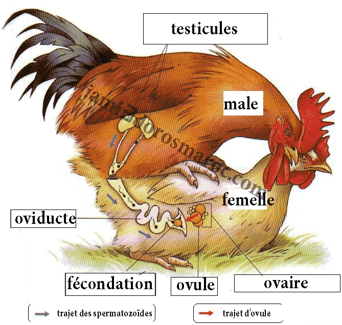 la fécondation chez la poule