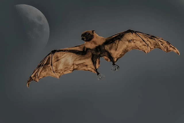 How is a bat born?