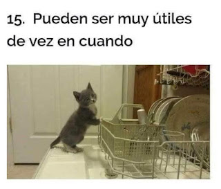 Por qué amamos a los gatos