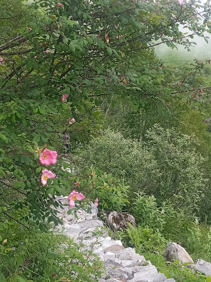 On the flower trail in " Valley of Flowers "