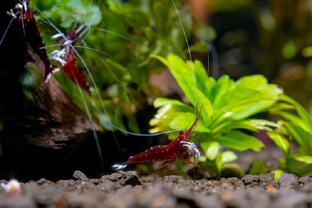 gambar tanaman air di dalam akuariaum dan ada udang