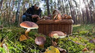 Online mushroom store