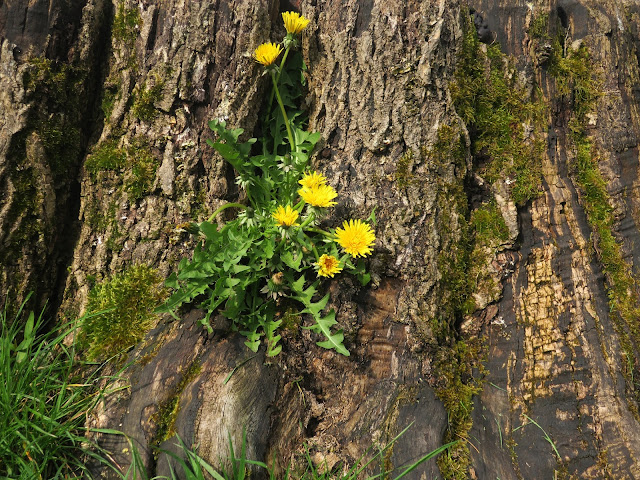 Dandelions on tree stump. 22nd April 2023