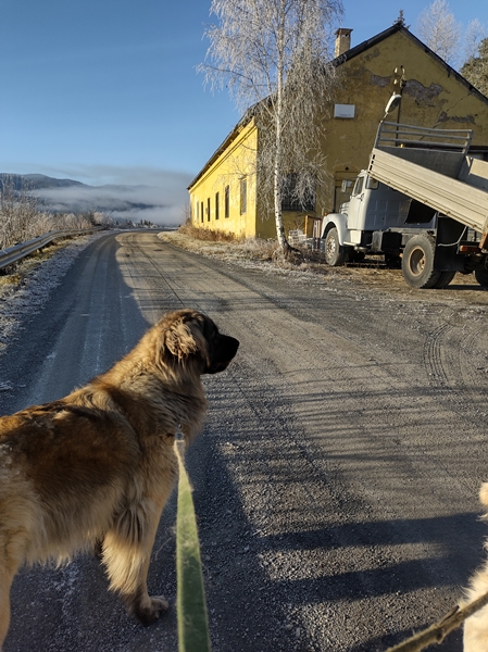 leonberger