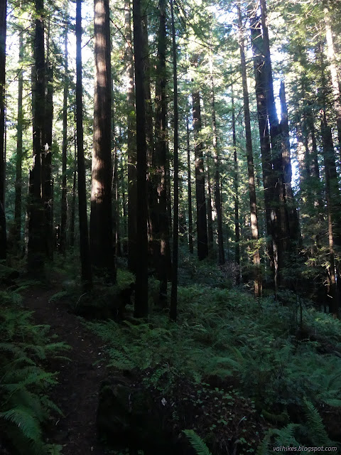 67: trail under trees among ferns