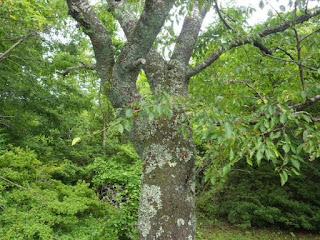 Вишня ямасакура / Вишня мелкопильчатая форма спонтанная (Prunus jamasakura, =Prunus serrulata f. spontanea)