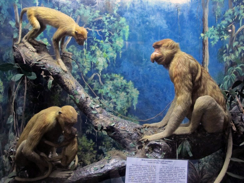 Museum Zoologi, Memahami Bermacam- macam Fauna di Indonesia dan Dunia
