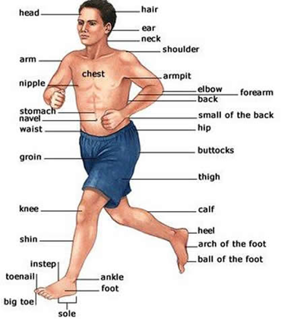 External Parts of Human Body
