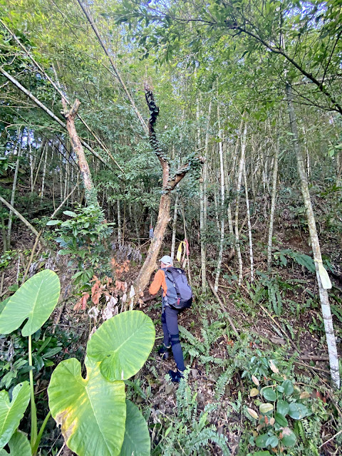 往洗水山北峰--取左上