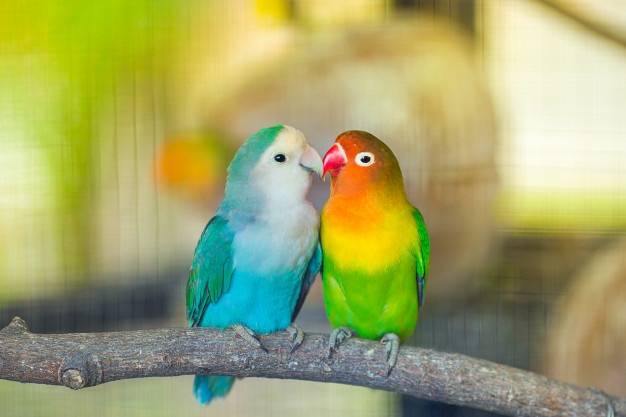 معلومات عن طيور الحب وطريقة تربيتها في المنزل