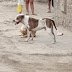 CHINCHA: Menor de tres años sufre brutal ataque de perro pitbull