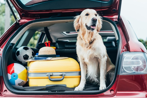 Traveling with Your Dog