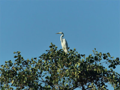 Ein Silberreiher