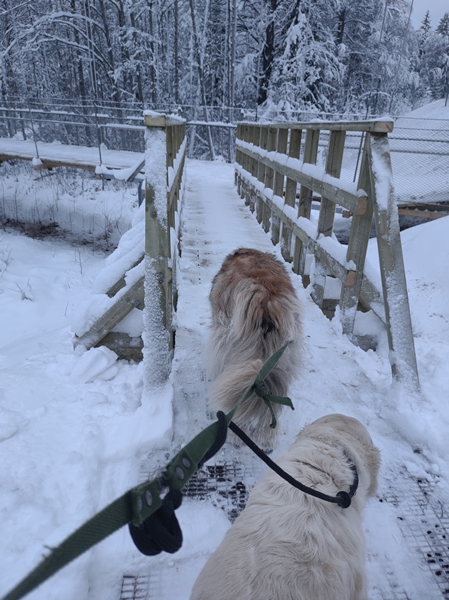 leonberger