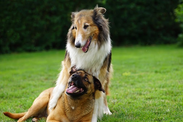 The 6 best dog breeds