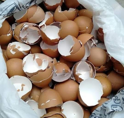 Cara Membuat Pupuk Cangkang Telur