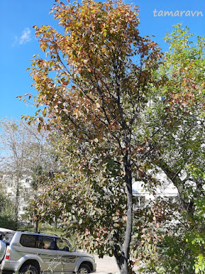 Мелкоплодник ольхолистный (Micromeles alnifolia)