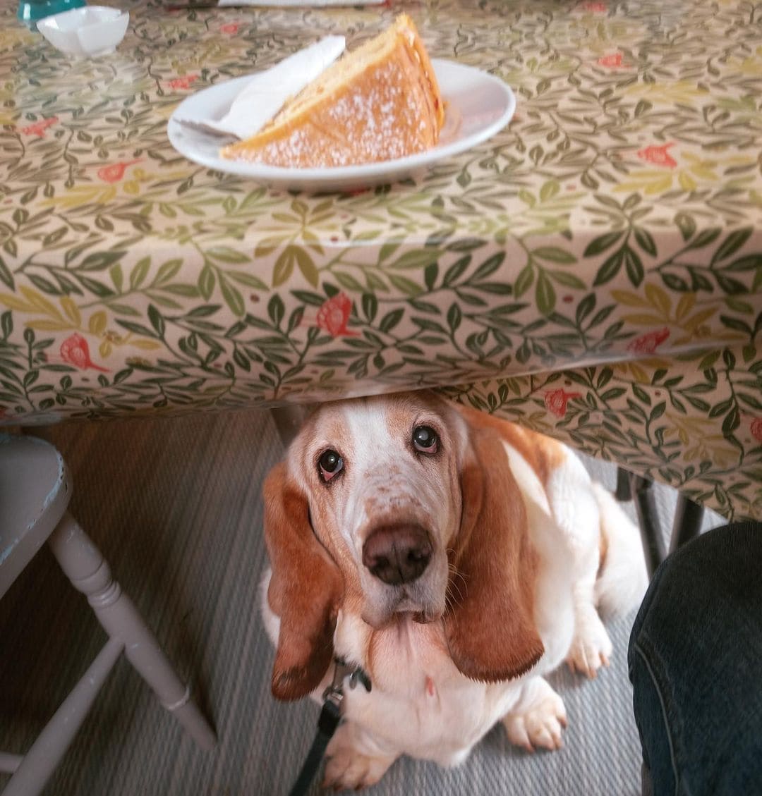 собака просит еду
