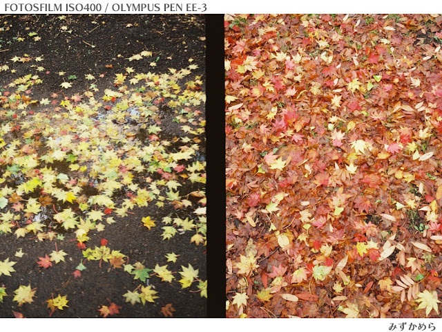 FOTOSFILM作例　黄色とオレンジの落ち葉