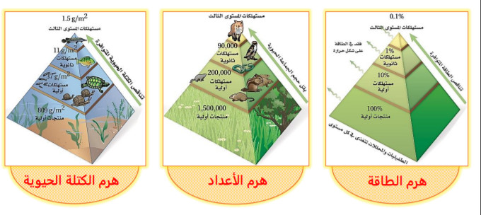 المكان الذي يعيش فيه المخلوق الحي ويحصل منه على الغذاء