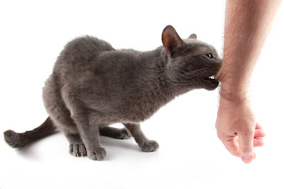 What to do if a Cat bites you