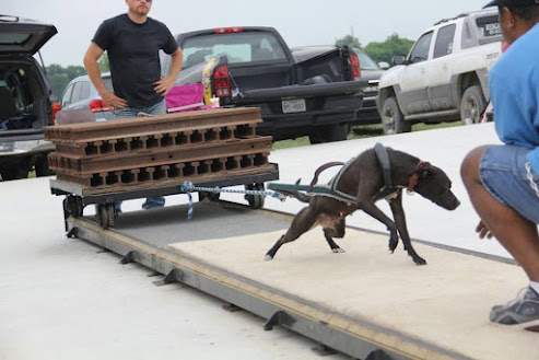 Dog Weight Pulling Training