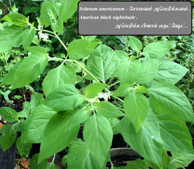 Solanum americanum plant