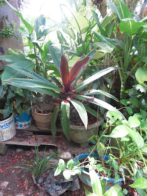 Callisia fragrans dibawah sinar matahari. Photo; Arham Alpian