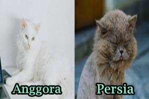 Bedanya Kucing Persia dan Anggora